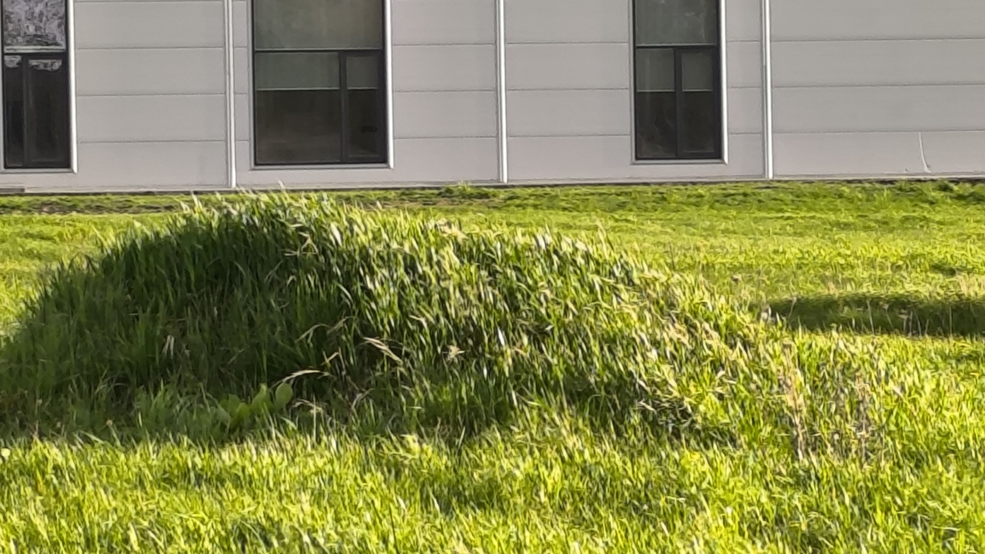 A photo of a small dirt hill with grass on it. A building can be seen in the background.